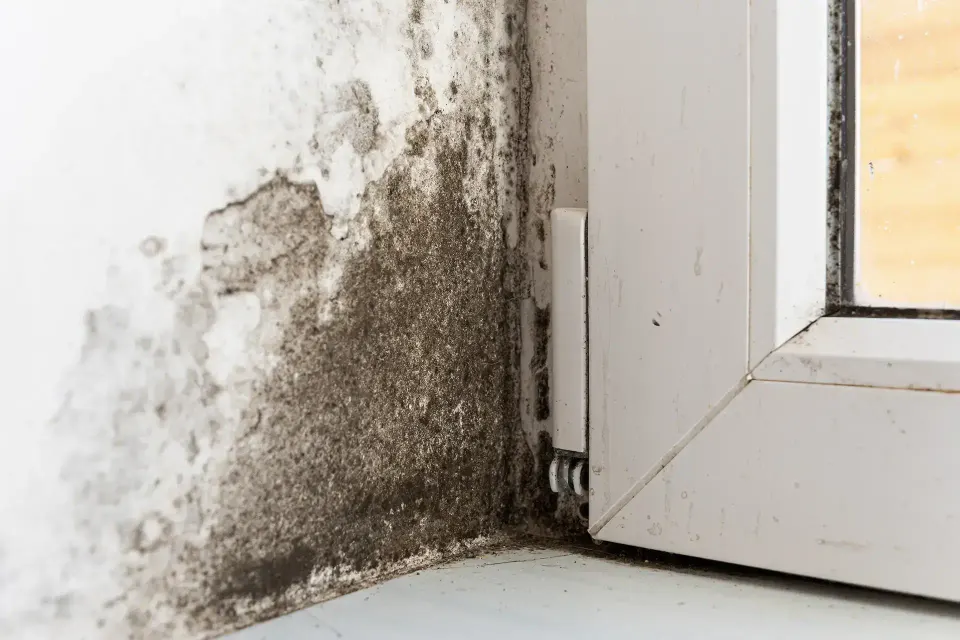 Water Damage Restoration Laguna Hills